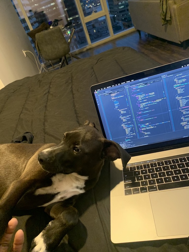 Programming puppy